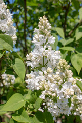 Syringa vulgaris 'Mme. Lemoine'