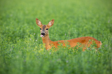 Roe deer, capreolus capreolus, doe standing out on clover field in summer. Wild hind hidden in high grass.