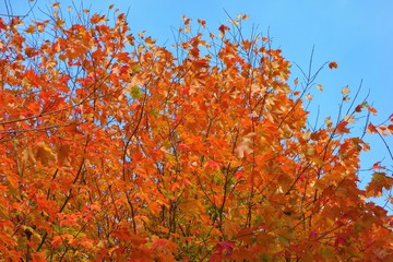 autumn leaves against blue sky