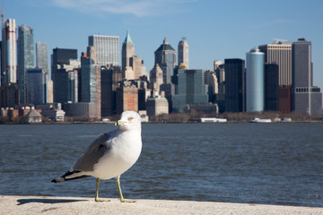 A seagull on Ellis island with the Manhattan skyline in the background
