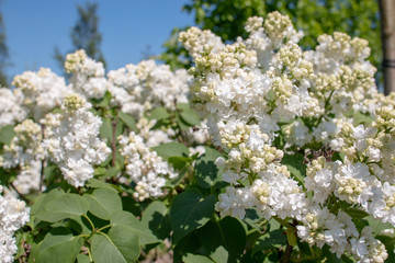 Syringa vulgaris 'Mme. Lemoine'