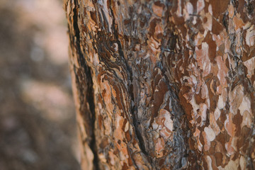 bark of a tree