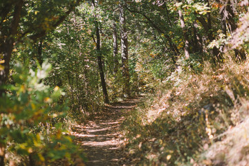 autumn in the forest