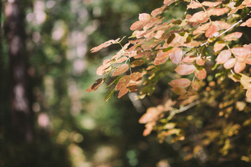 autumn leaves on tree