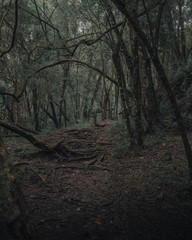 Misiones forest, Argentina