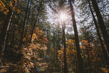 forest in autumn