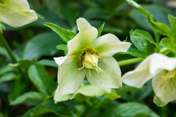 Lenten Rose Flower in Bloom in Winter