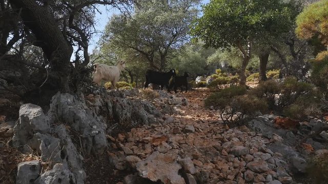 Wild goats walking along the road strewn with small stones