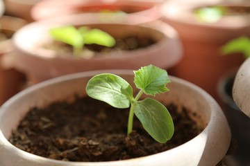 vegetable seedlings planted in the soil