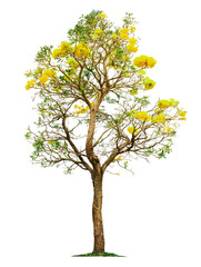 Big tree with beautiful yellow flowers.