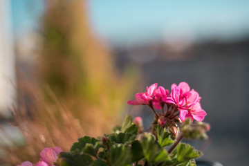 red and pink geraniums flowers on the terrace