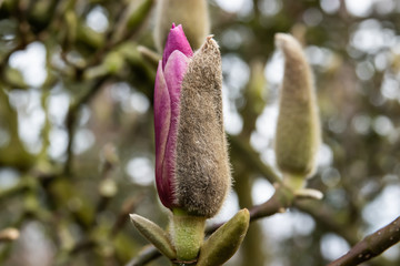 Magnolia Flower Buds Opening in Winter