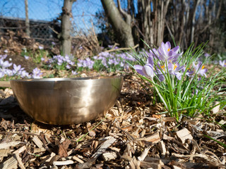 Singing bowl with purple flowers in the background.