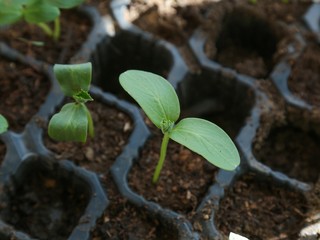 vegetable seedlings planted in the soil
