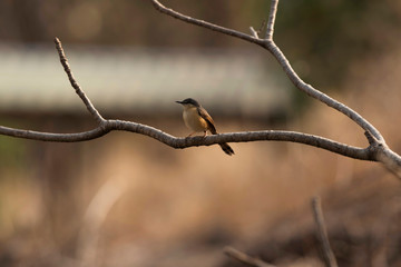 Ashy prinia, Prinia socialis, Sinhagad valley, Pune district, Maharashtra, India.