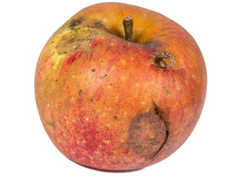 Boring trace of a codling moth Cydia Pomonella, in a wormy apple. On white background.