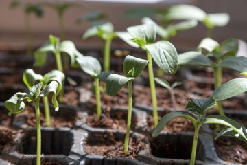 vegetable seedlings planted in the soil