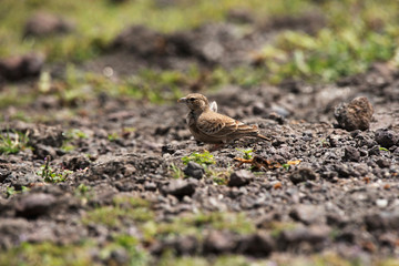 Ashy crowned sparrow, lark-Eremopterix griseus, Saswad, Pune, Maharashtra, India.
