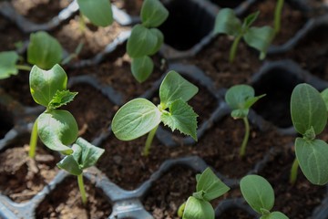 vegetable seedlings planted in the soil