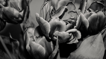 Blumen Tulpen Blüten in Schwarz Weiß Monochrom abstrakt