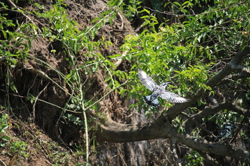 fliegender Vogel in Uganda