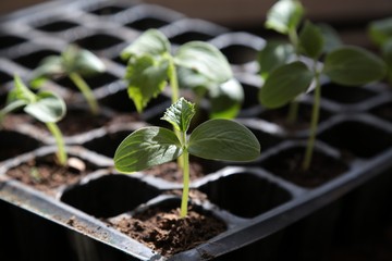 vegetable seedlings planted in the soil