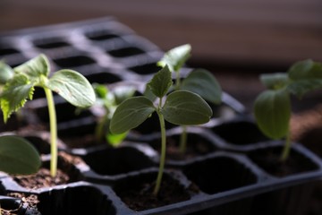 vegetable seedlings planted in the soil