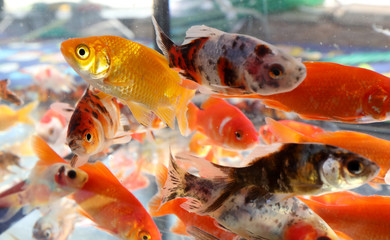 many goldfish swim in the aquarium of the pet shop