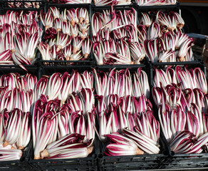 red chicory called RADICCHIO TARDIVO