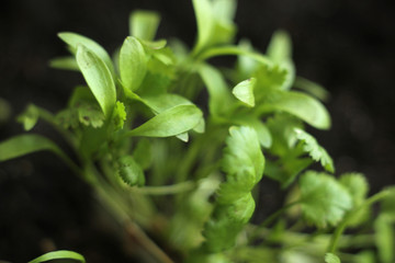 The green shoots of the seedlings emerge from the soil. Selective focus arugula