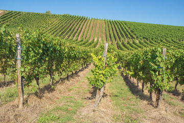 Fototapeta na wymiar View inside the vineyards of Stadtbredimus at the border between Luxembourg and Germany