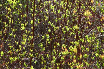 first leaves on the branches