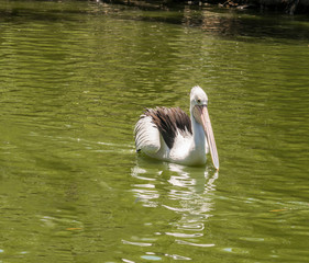 Pelican enjoying the autumn sunshine on lake at Cleland conservation park, Adelaid Hills, South Australia