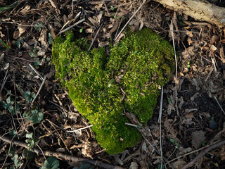 Natural heart made with moss.