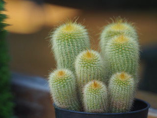 Beautiful cactus in pot.
