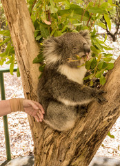 Koala Bear in eucalyptus branches at Cleland conservation park, Adelaid Hills, South Australia
