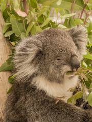Koala Bear in eucalyptus branches at Cleland conservation park, Adelaid Hills, South Australia