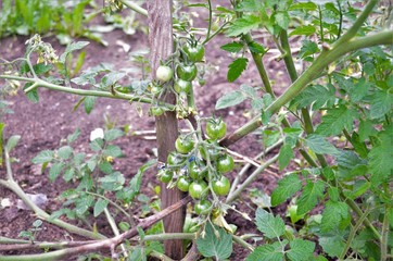 tomatoes