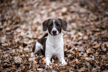 Beautiful dog portrait