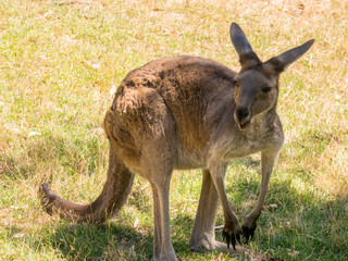 Naklejka na ściany i meble Australian Kangaroo at Cleland conservation park, Adelaid Hills, South Australia