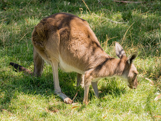 Australian Kangaroo at Cleland conservation park, Adelaid Hills, South Australia