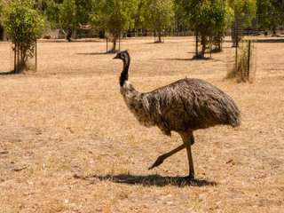 Common Ostrich at Cleland conservation park, Adelaid Hills, Soutrh Australia