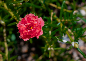 pink flower in garden