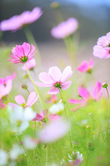 Obraz premium cosmos