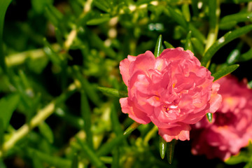 pink flowerin the garden