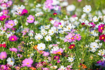 Fototapeta premium cosmos field