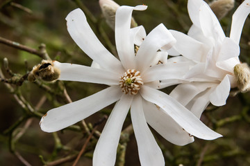 Star Magnolia Flower in Bloom in Winter