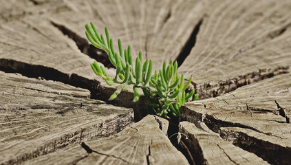 the birth of a new life