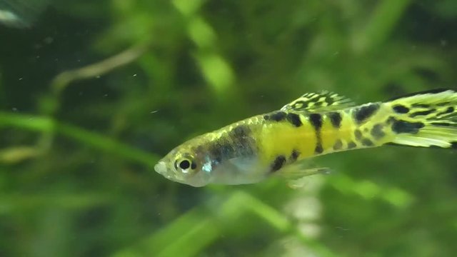 Endlers Guppy (Poecilia wingei)