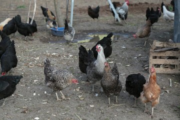 Fototapeta na wymiar organic village chickens.artvin savat 